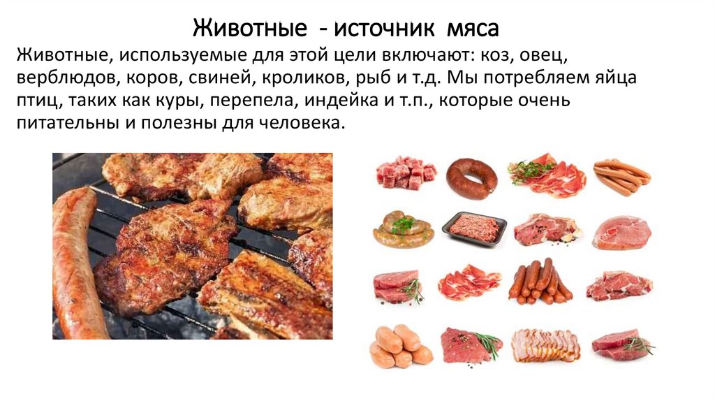 Животные - источник мяса