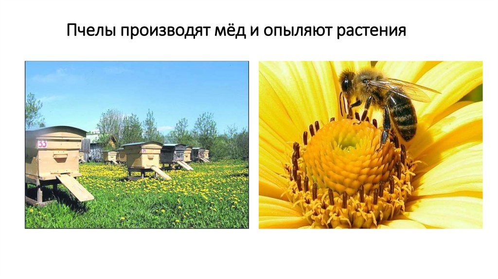 Пчелы производят мёд и опыляют растения