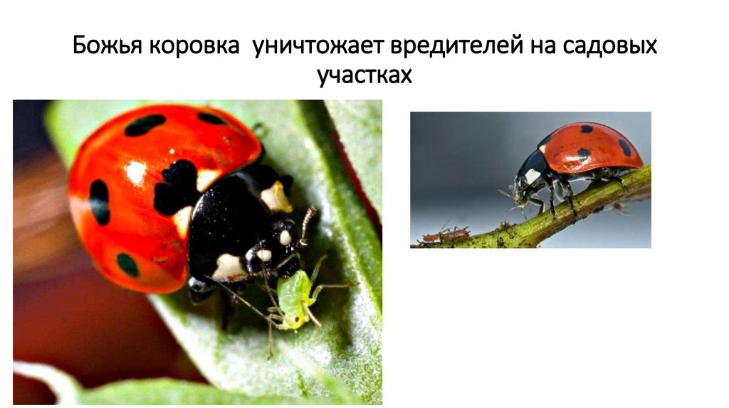 Божья коровка уничтожает вредителей на садовых участках
