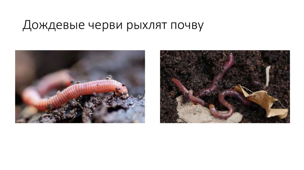 Дождевые черви рыхлят почву