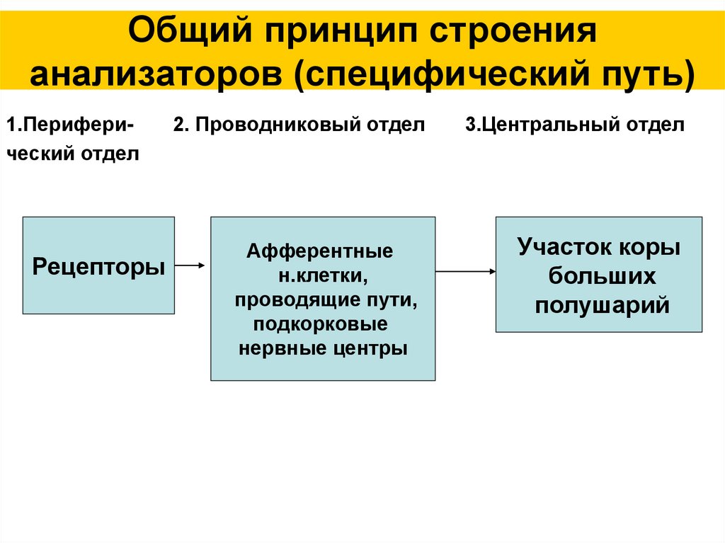 Общий принцип строения анализаторов (специфический путь)