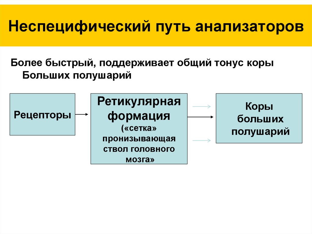 Неспецифический путь анализаторов