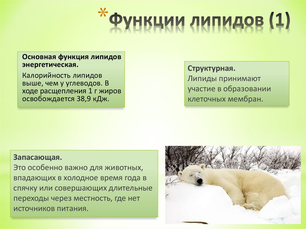 Функции липидов (1)