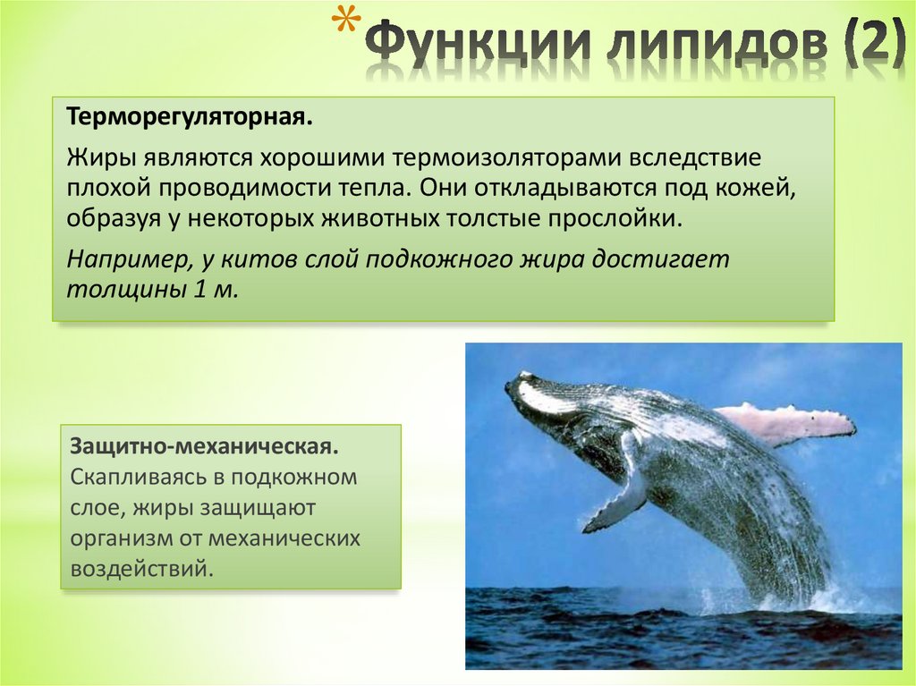 Функции липидов (2)