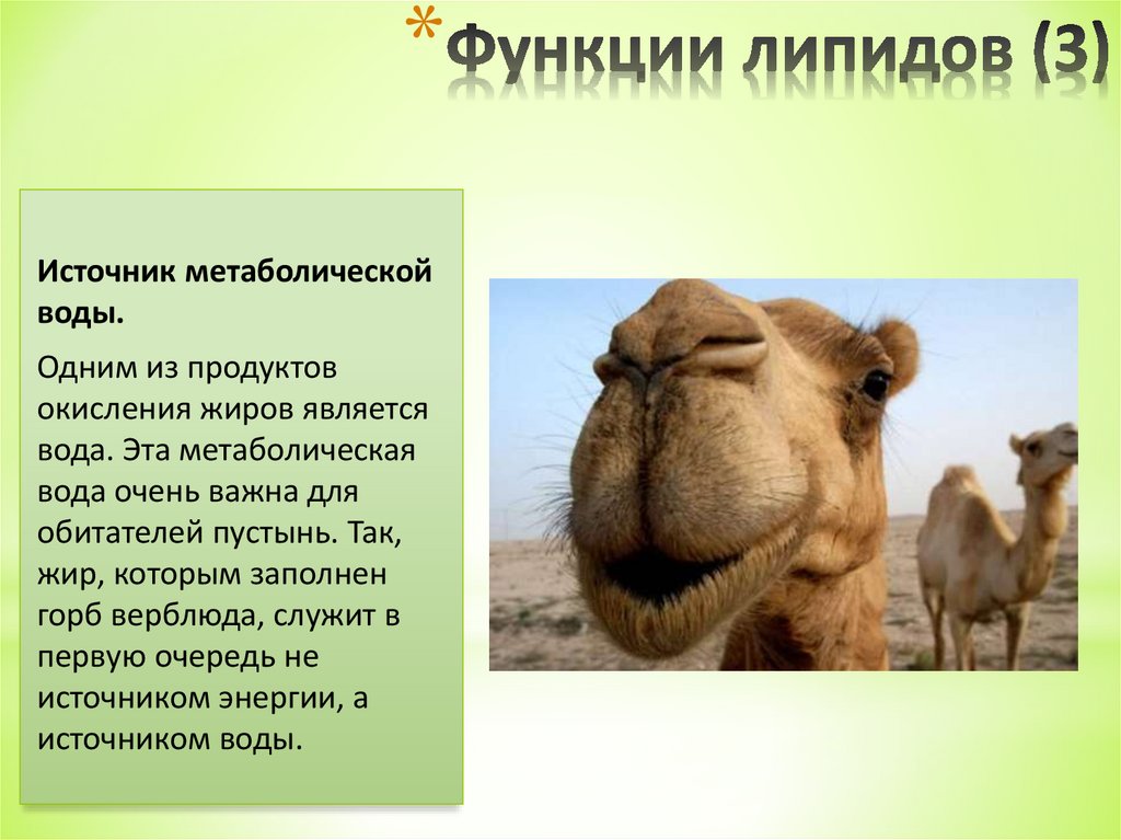 Функции липидов (3)