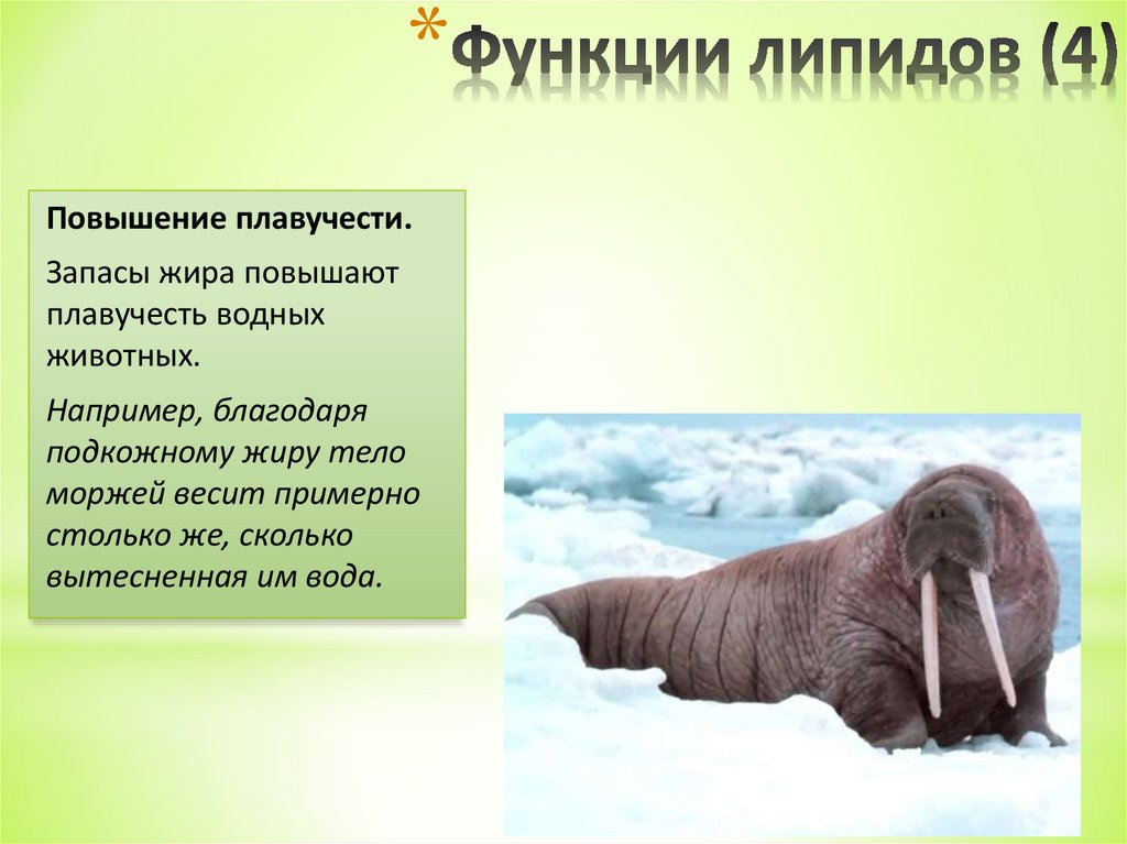 Функции липидов (4)