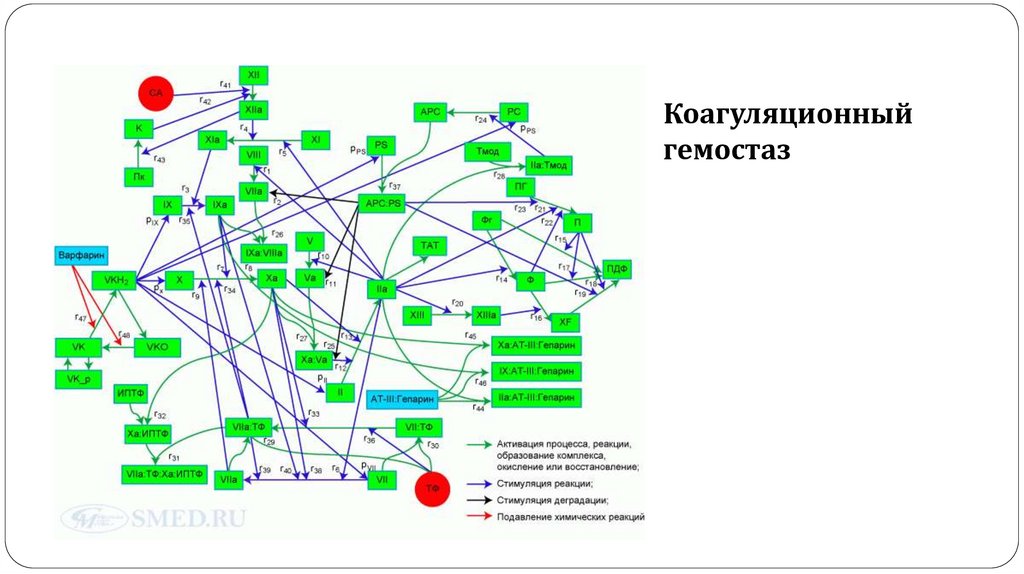 Сосудисто-тромбоцитарный гемостаз