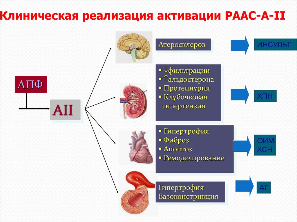 Роль циркулирующей (10%) и тканевой (90%) РААС