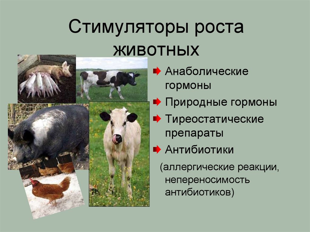 Стимуляторы роста животных