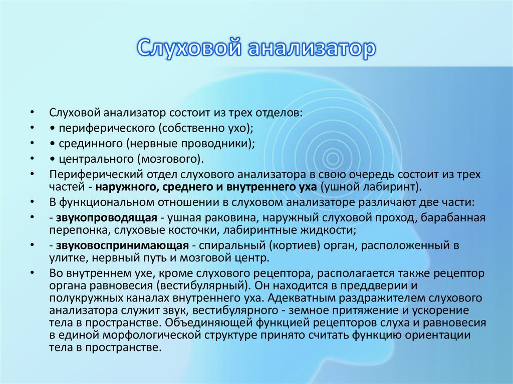 Слуховой анализатор