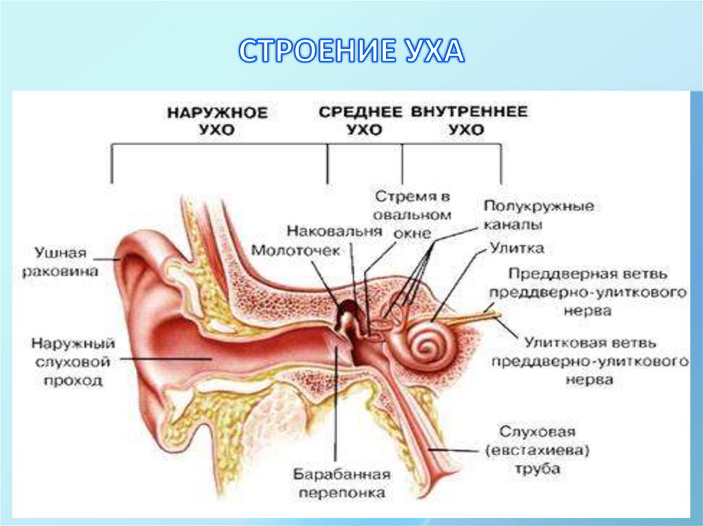 СТРОЕНИЕ УХА
