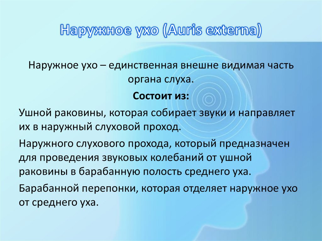 Наружное ухо (Auris externa)