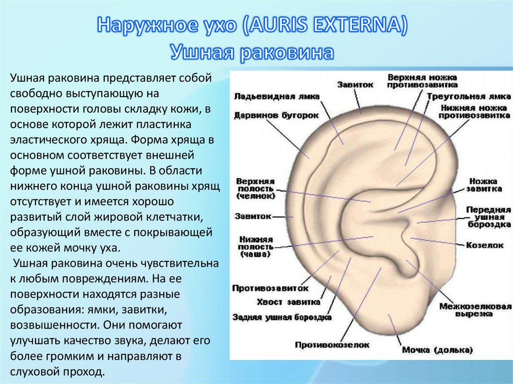 Наружное ухо (AURIS EXTERNA) Ушная раковина