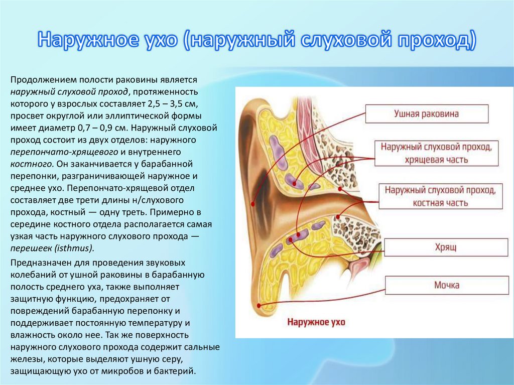 Наружное ухо (наружный слуховой проход)