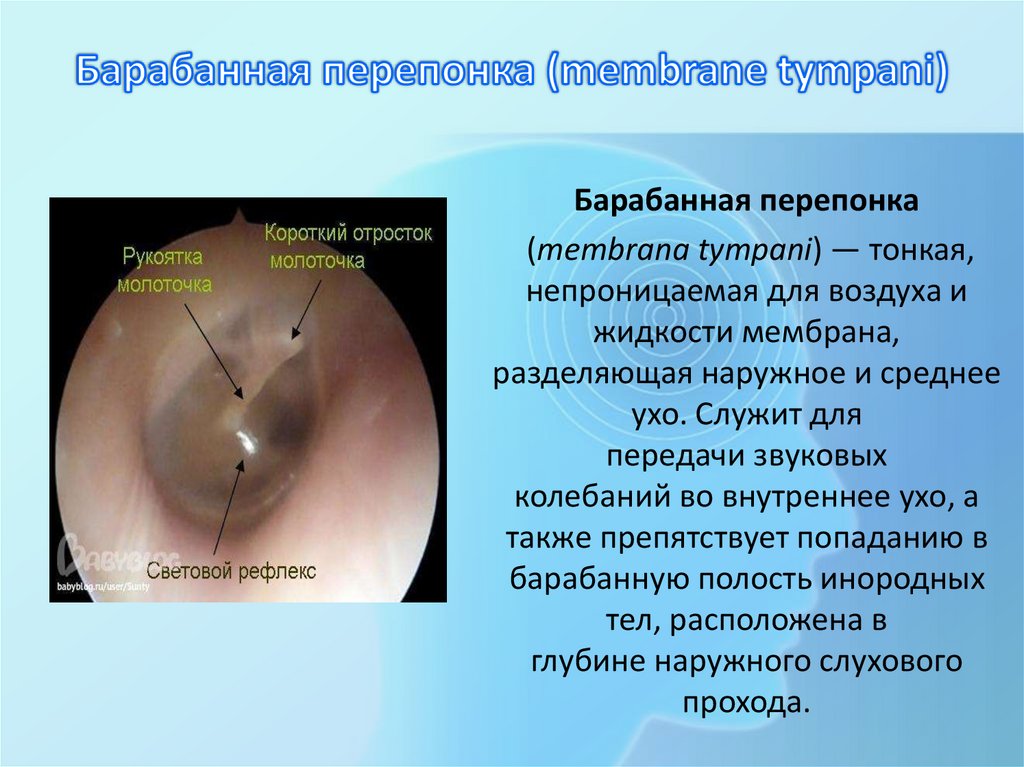 Барабанная перепонка (membrane tympani)