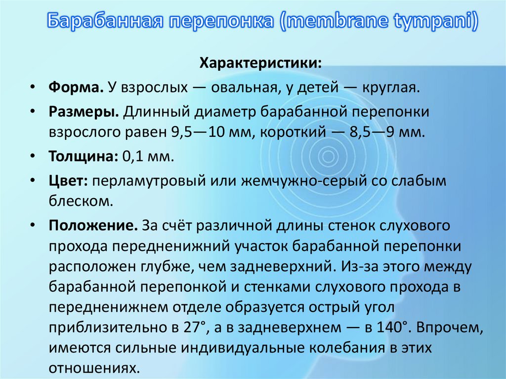 Барабанная перепонка (membrane tympani)