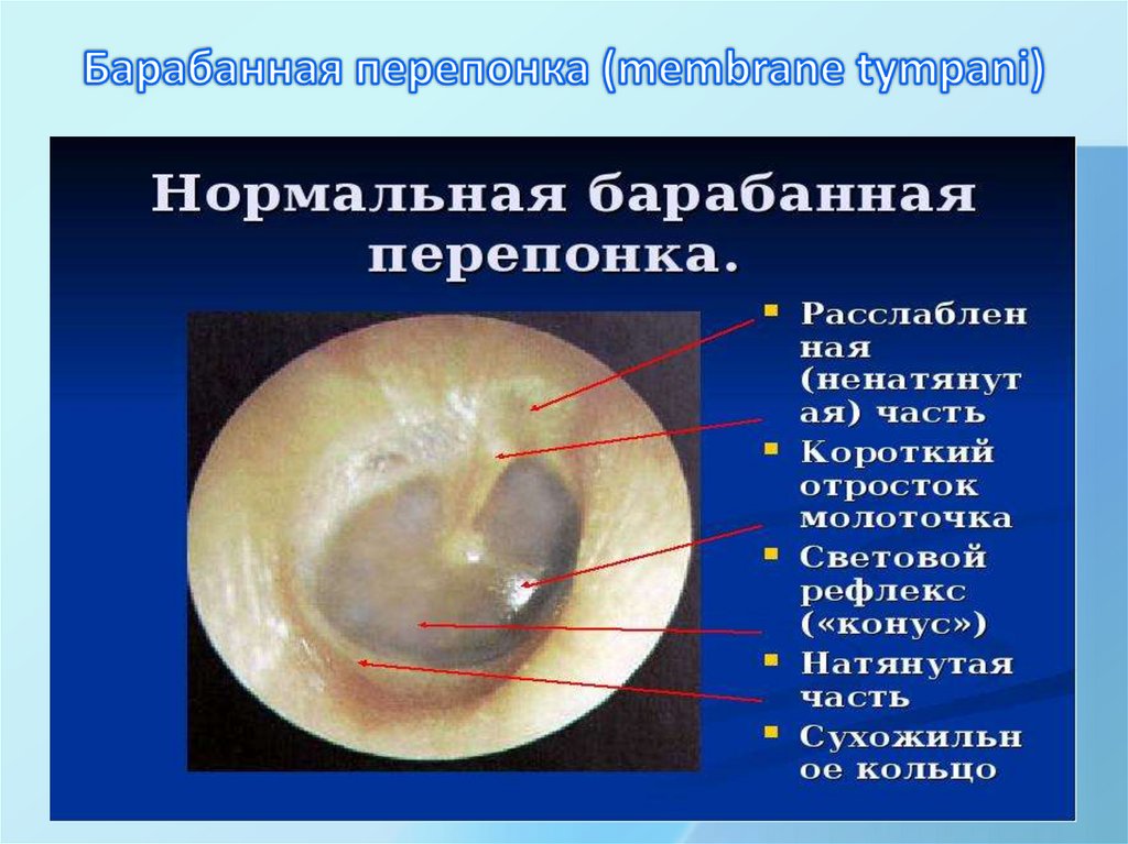 Барабанная перепонка (membrane tympani)