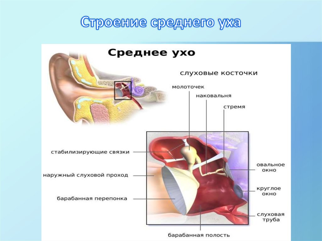 Строение среднего уха
