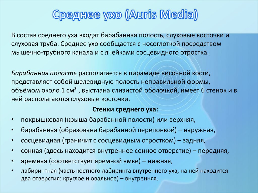 Среднее ухо (Auris Media)