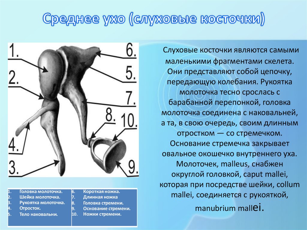 Среднее ухо (слуховые косточки)