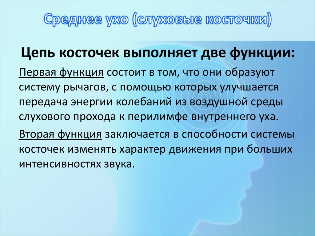 Среднее ухо (слуховые косточки)