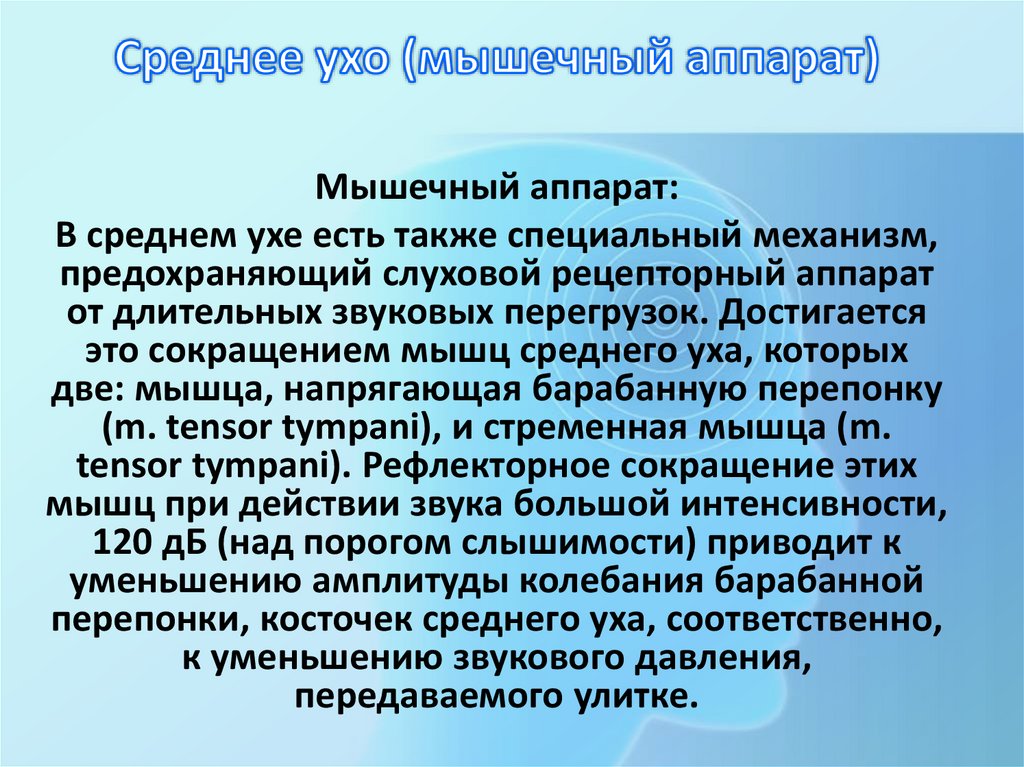 Среднее ухо (мышечный аппарат)