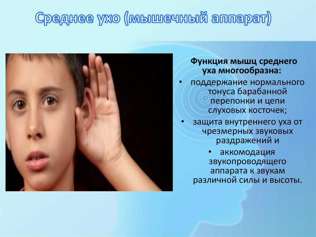 Среднее ухо (мышечный аппарат)