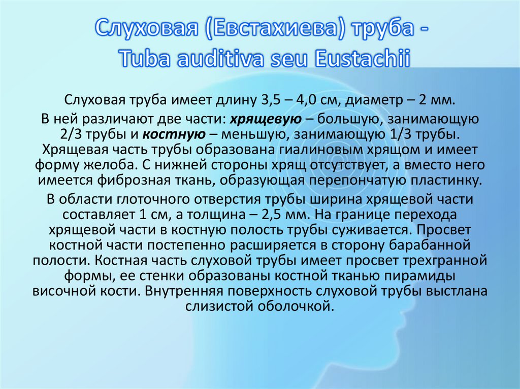 Слуховая (Евстахиева) труба - Tuba auditiva seu Eustachii