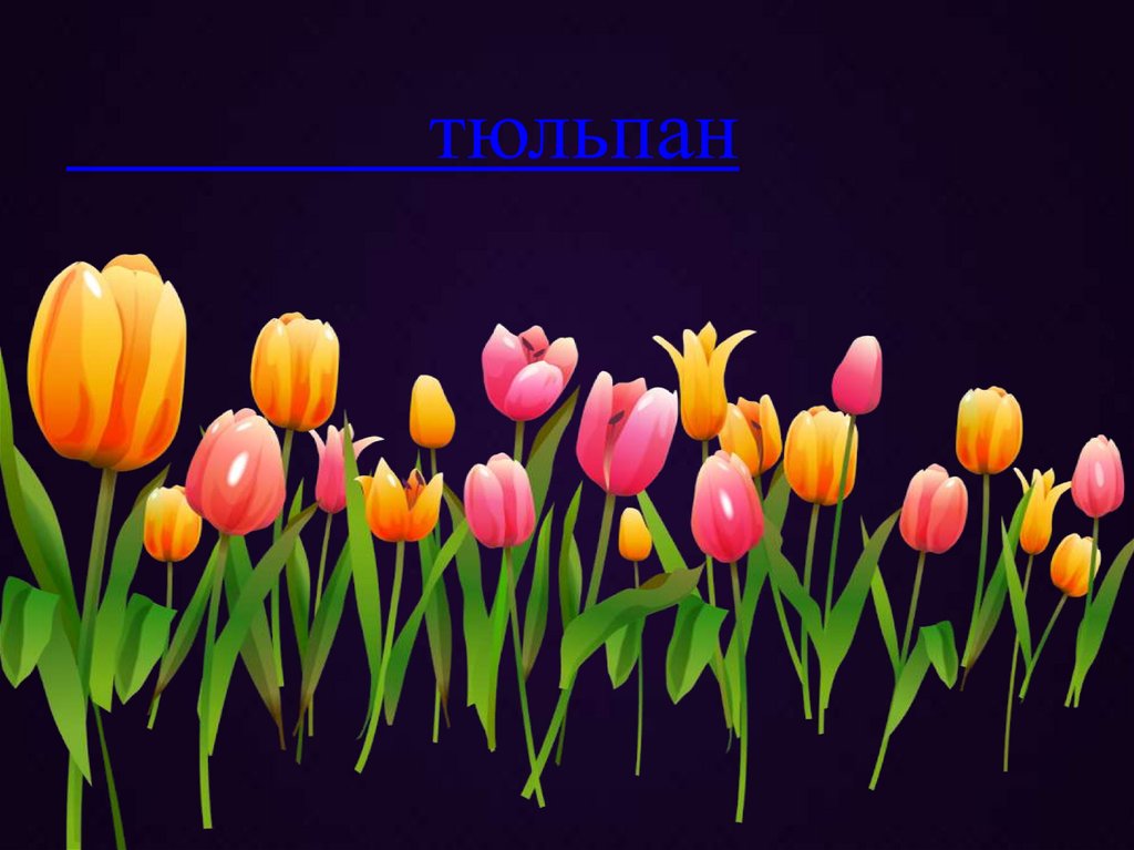 тюльпан