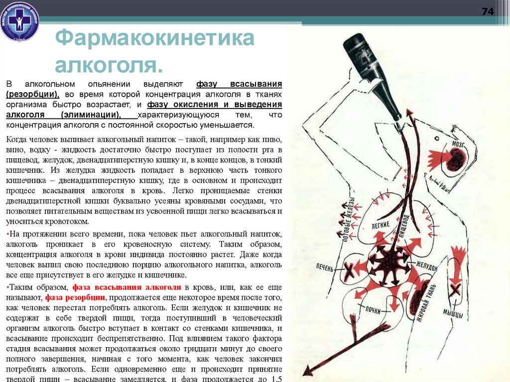 Фармакокинетика алкоголя.
