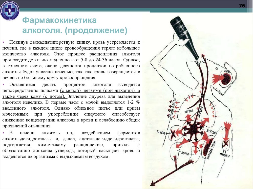 Фармакокинетика алкоголя. (продолжение)