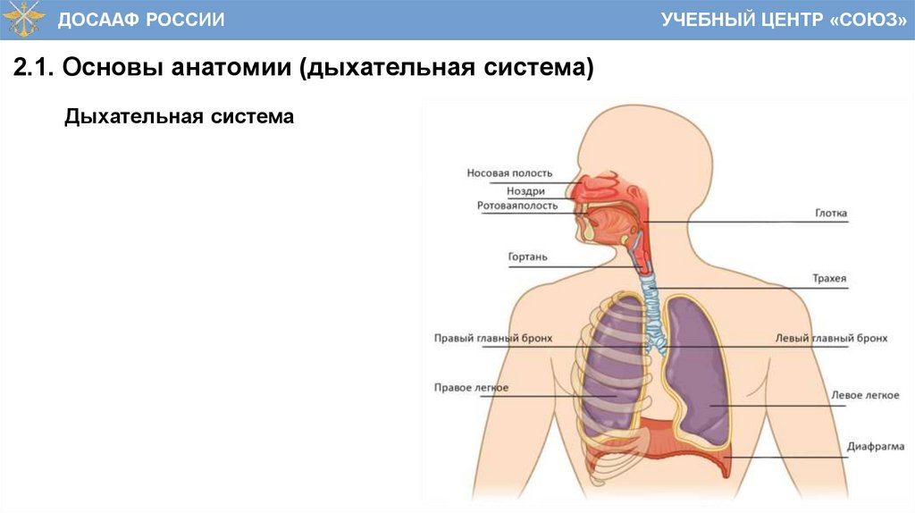 2.1. Основы анатомии (дыхательная система)