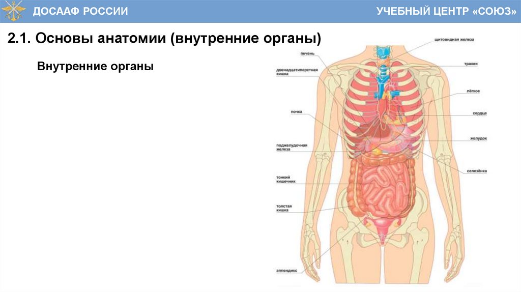2.1. Основы анатомии (внутренние органы)
