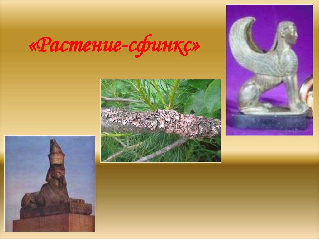 «Растение-сфинкс»