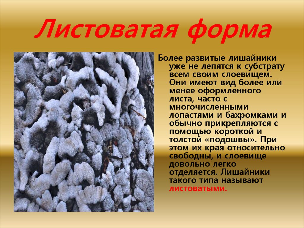 Листоватая форма