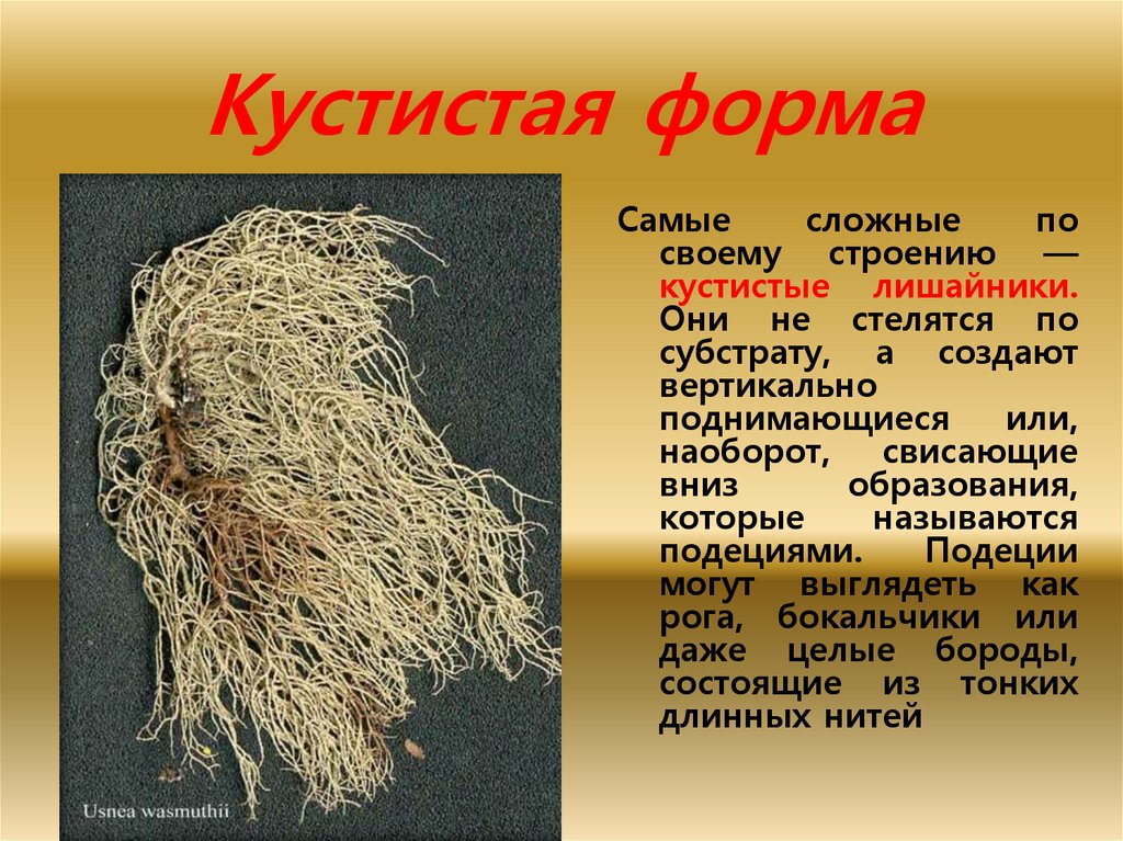 Кустистая форма