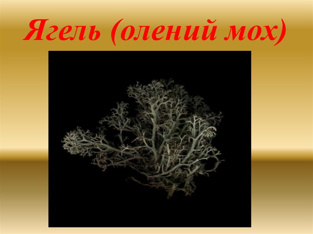 Ягель (олений мох)