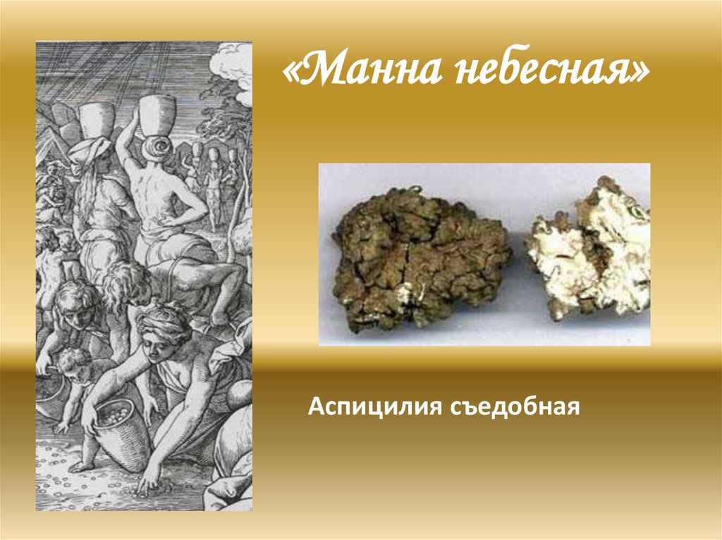 «Манна небесная»