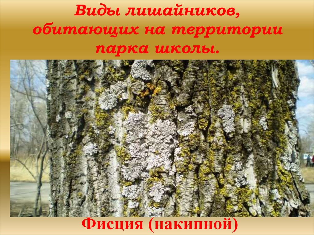 Виды лишайников, обитающих на территории парка школы.