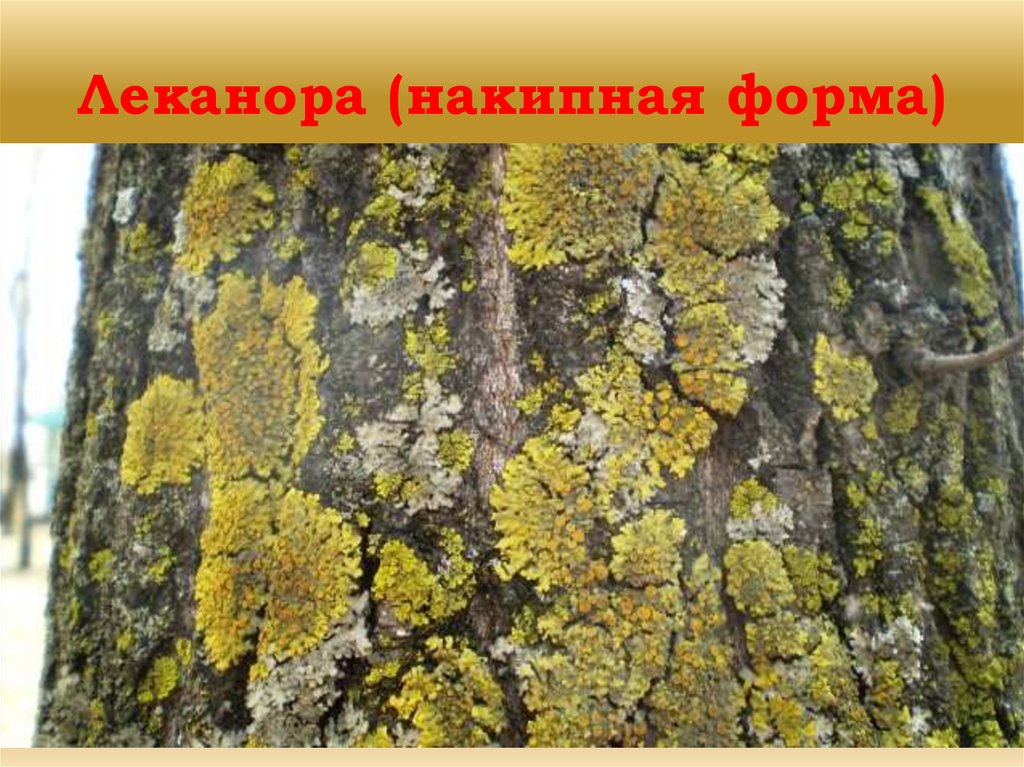 Леканора (накипная форма)