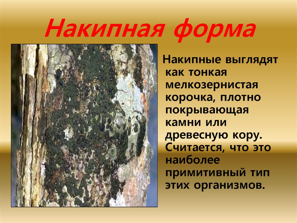 Накипная форма