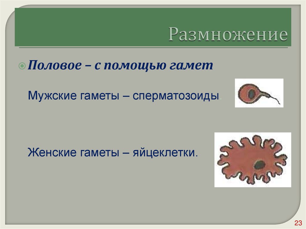 Размножение