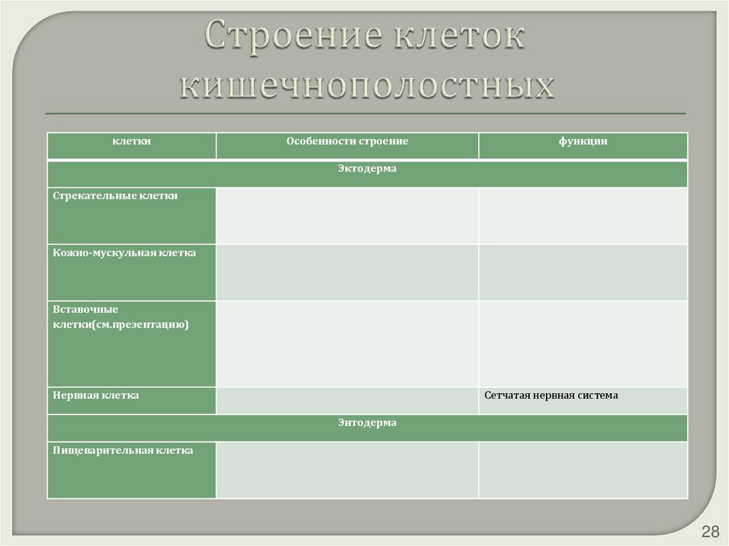 Строение клеток кишечнополостных