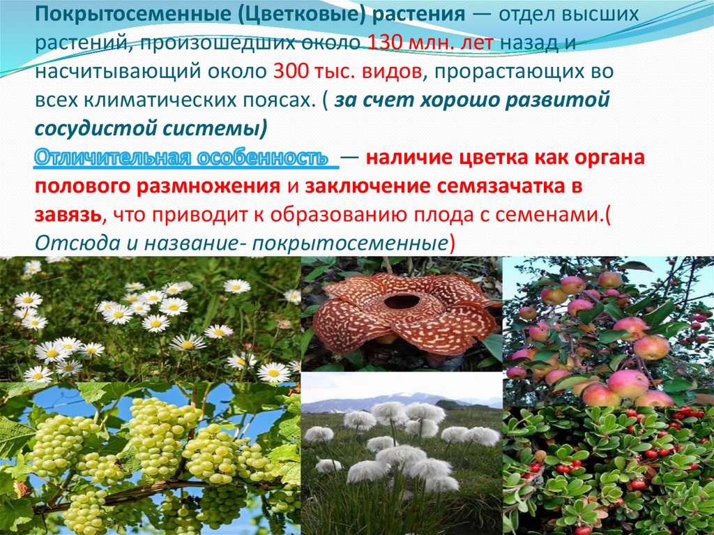 Покрытосеменные (Цветковые) растения — отдел высших растений, произошедших около 130 млн. лет назад и насчитывающий около 300