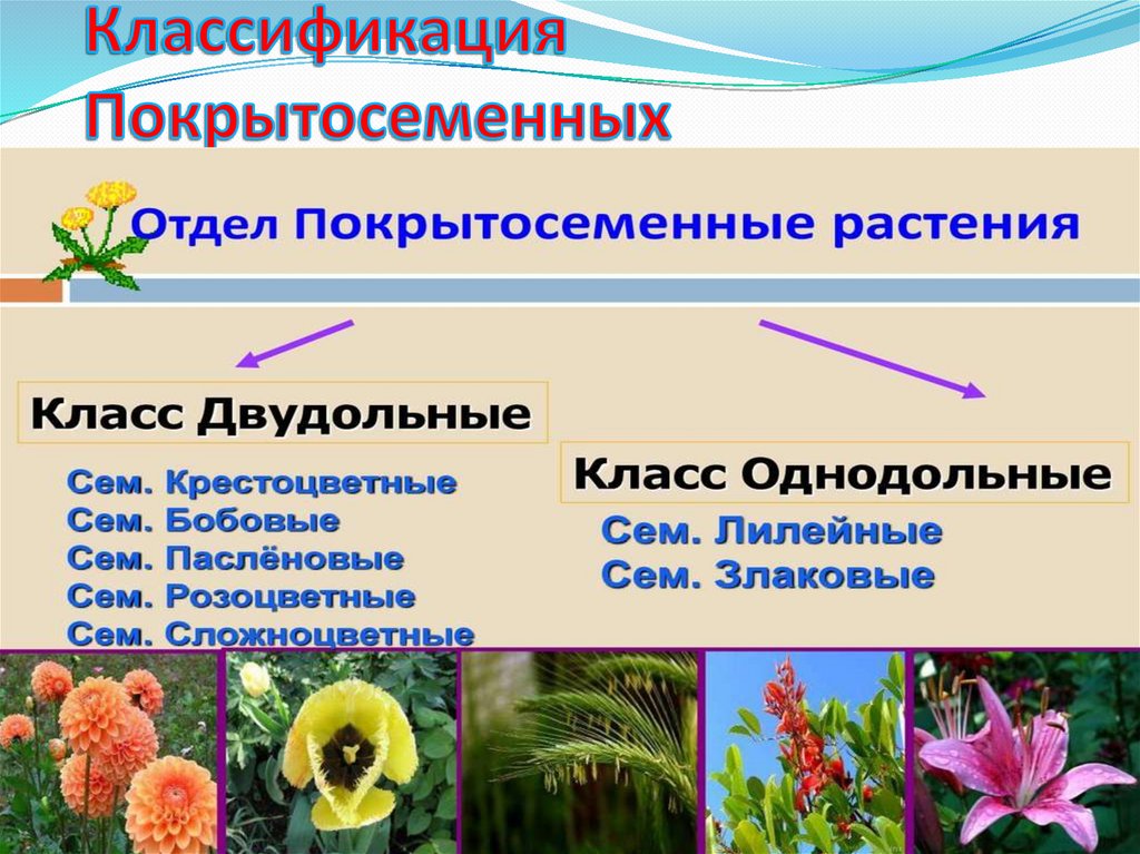 Классификация Покрытосеменных