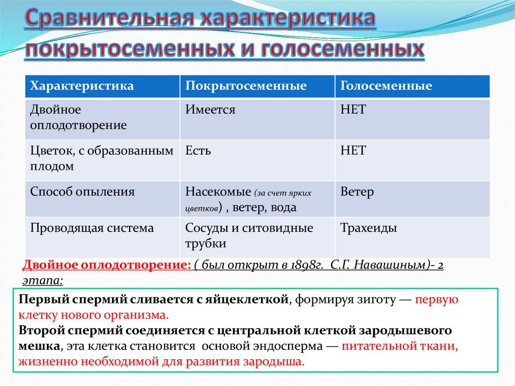 Сравнительная характеристика покрытосеменных и голосеменных