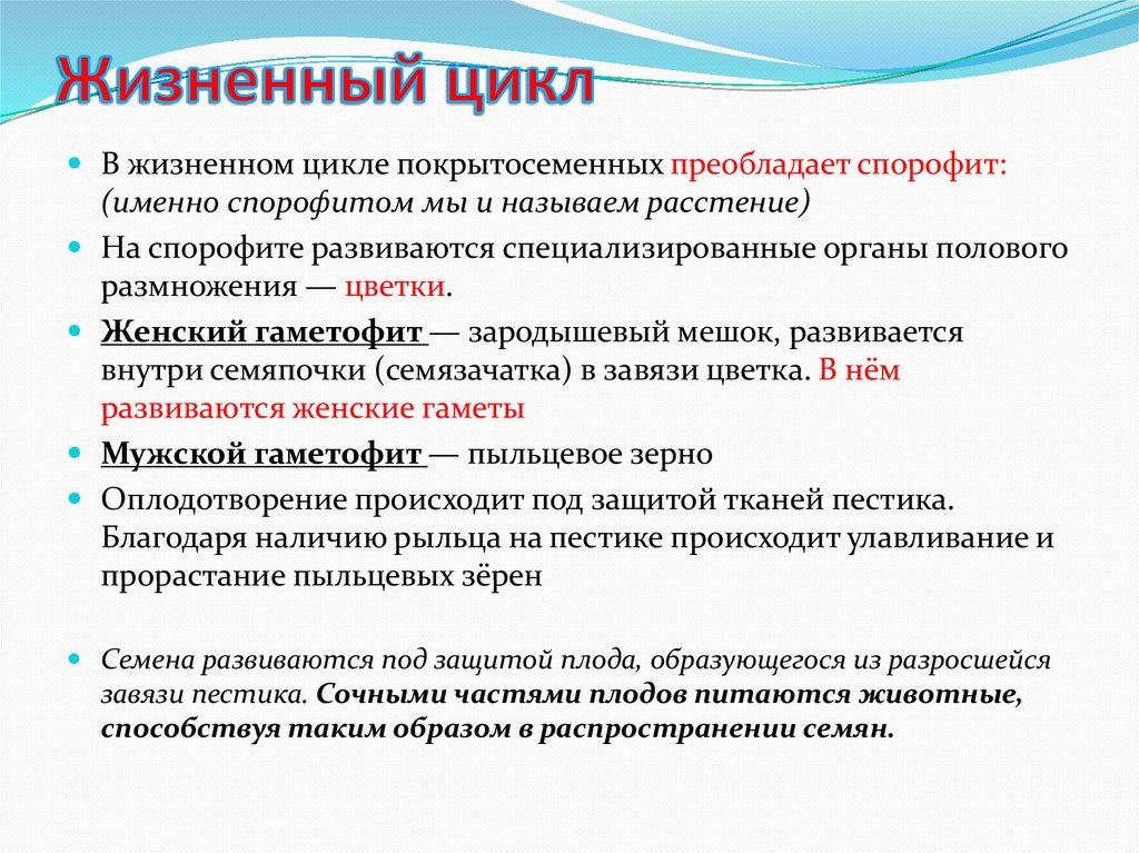 Жизненный цикл