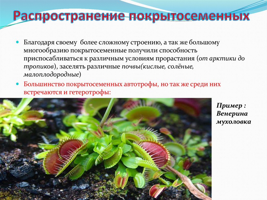 Распространение покрытосеменных