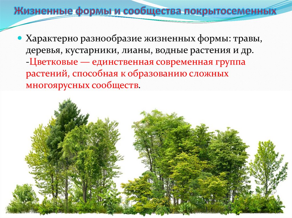 Жизненные формы и сообщества покрытосеменных