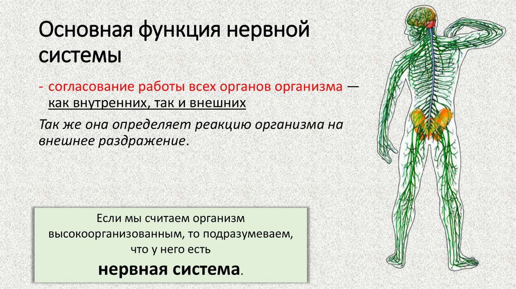 Основная функция нервной системы